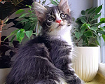 Кошки в Краснодаре: Котенок мейн кун  Мальчик, 50 000 руб. - фото 1