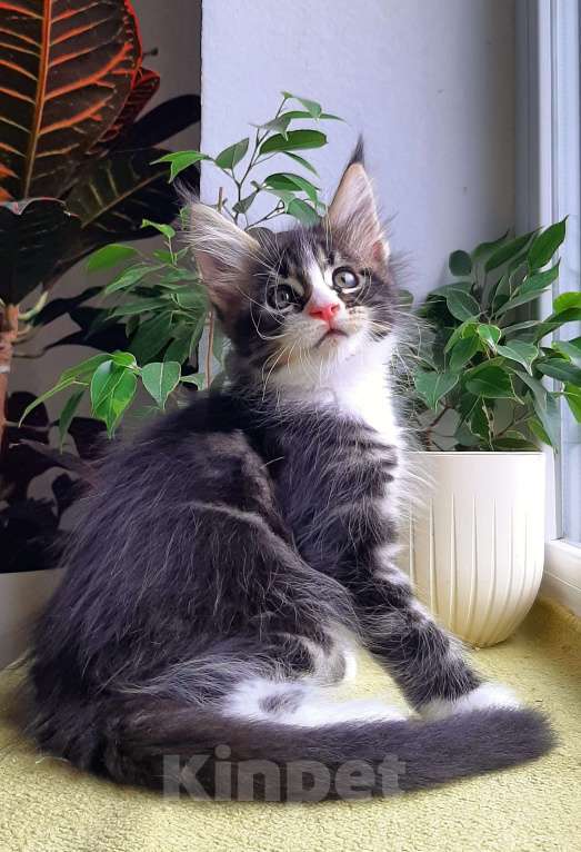 Кошки в Краснодаре: Котенок мейн кун  Мальчик, 50 000 руб. - фото 1
