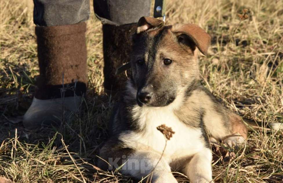 Собаки в Москве: Малышка ищет любящий дом😊 Девочка, Бесплатно - фото 2
