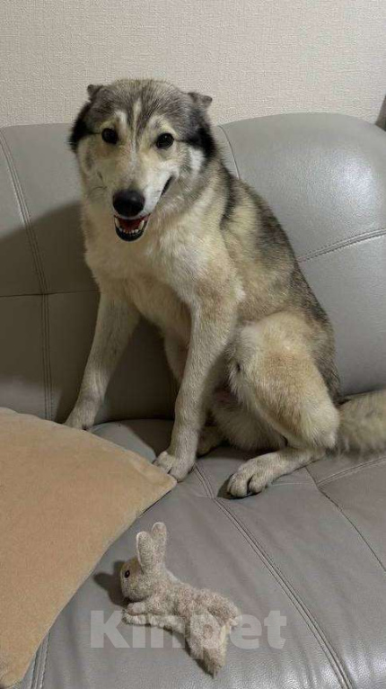 Собаки в Санкт-Петербурге: Западносибирская лайка, взрослая собака - Бесплатно  Мальчик, Бесплатно - фото 1