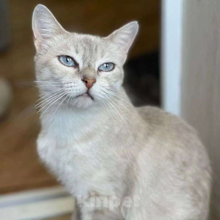 Кошки в Москве: Породистую кошечку выкинули  Девочка, Бесплатно - фото 3