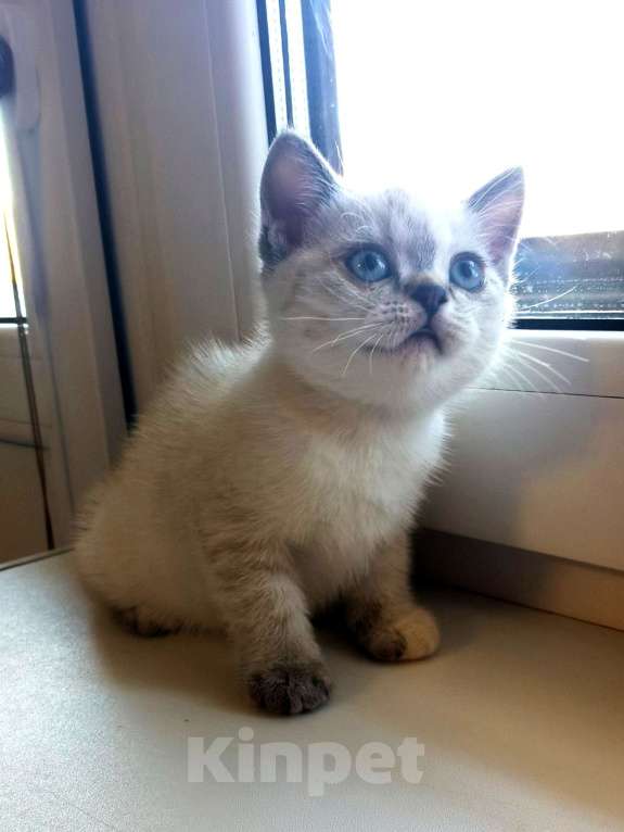 Кошки в Москве: Шотландские котята  Девочка, 10 000 руб. - фото 2