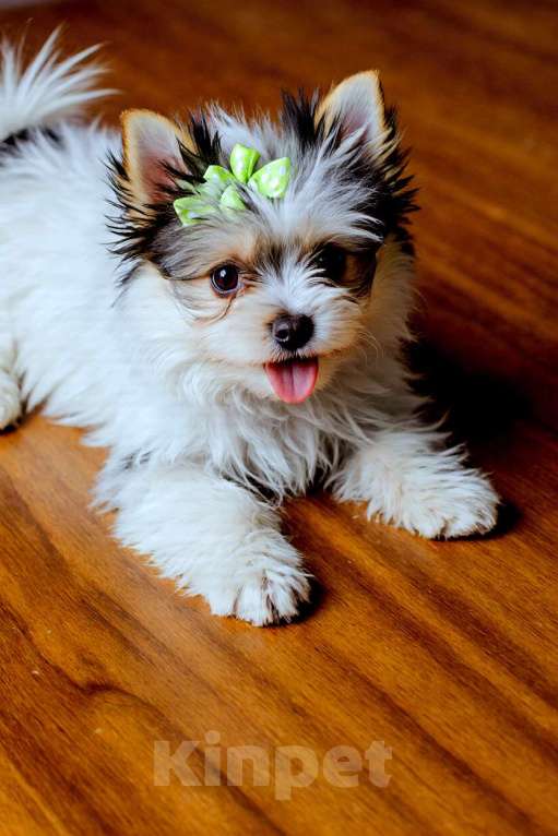 Собаки в Нижнем Новгороде: Продаётся щенок Бивер-терьера Мальчик, 50 000 руб. - фото 3