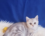 Кошки в Санкт-Петербурге: Котята Шотландской кошки Мальчик, Бесплатно - фото 6