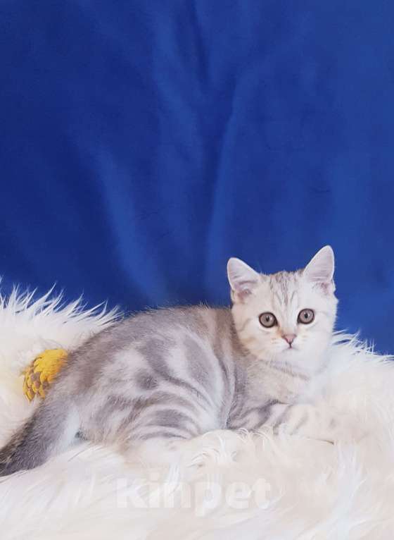 Кошки в Санкт-Петербурге: Котята Шотландской кошки Мальчик, Бесплатно - фото 6