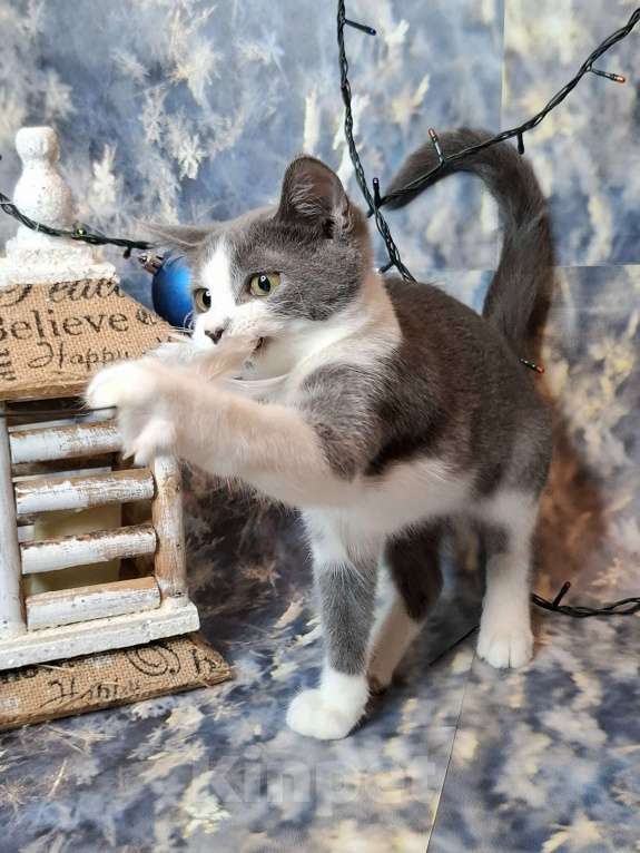 Кошки в Москве: Котёнок с сердечком на носу в добрые руки  Мальчик, Бесплатно - фото 5