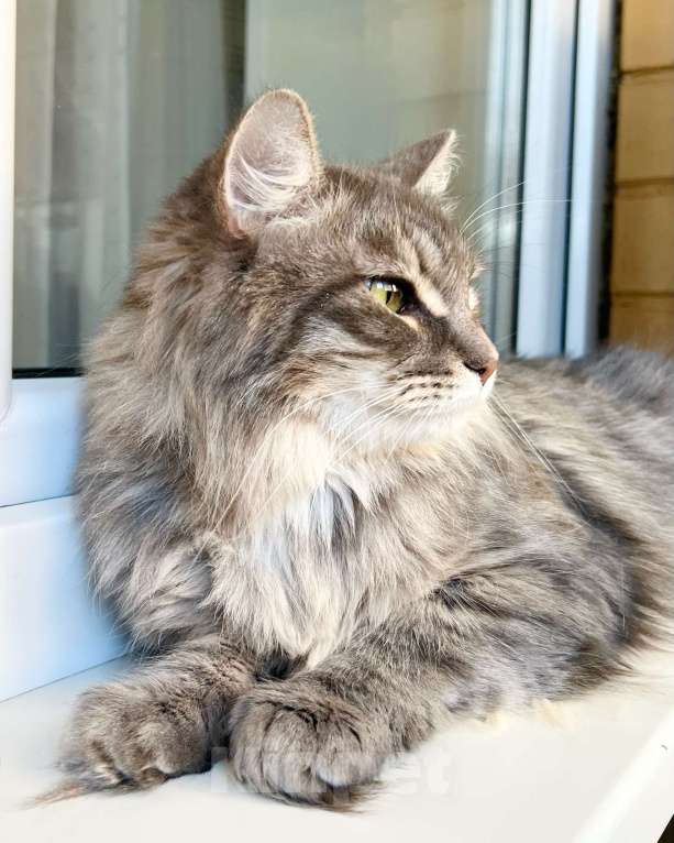 Кошки в Москве: Пушистый кот Цезарь в добрые руки  Мальчик, Бесплатно - фото 3