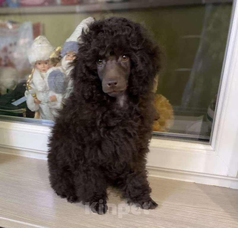Собаки в Москве: Щенок пуделя мальчик 1 Мальчик, 90 000 руб. - фото 4