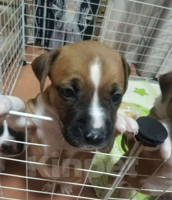 Собаки в Таганроге: Щенки Американского Стаффордширского терьера Девочка, 12 000 руб. - фото 2