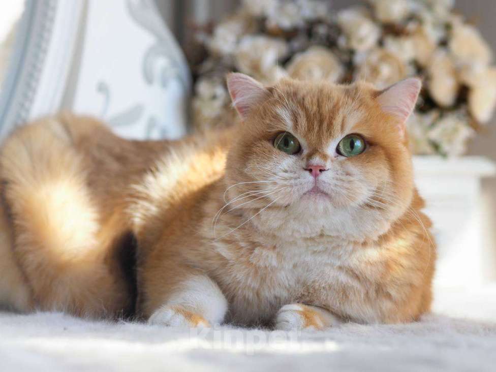 Кошки в Москве: Кошечка британская для разведения  Девочка, 100 000 руб. - фото 3