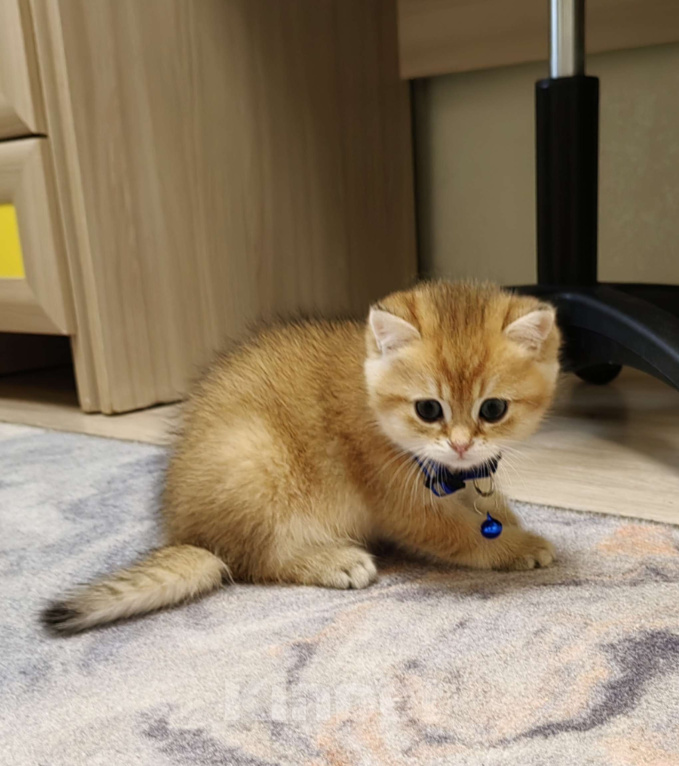 Кошки в Коломне: Британский мальчик Мальчик, 40 000 руб. - фото 2