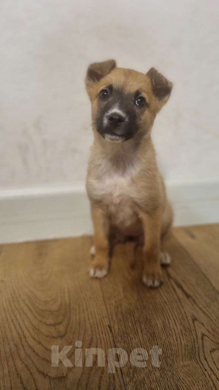 Собаки в Москве: Ищет дом отважная малышка Мо Девочка, Бесплатно - фото 4