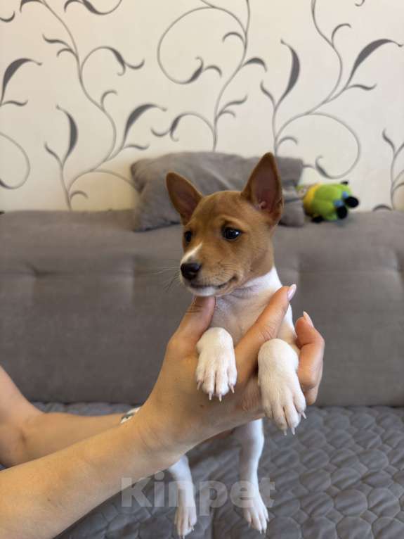 Собаки в Ангарске: Щенки басенджи Девочка, 65 000 руб. - фото 4