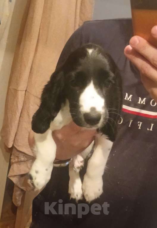 Собаки в Москве: Щенки Русского Охотничьего Спаниеля  Девочка, 50 000 руб. - фото 3