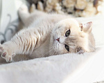Кошки в Владивостоке: Шикарный британский котёнок драгоценного окраса Мальчик, 100 000 руб. - фото 5