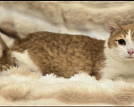 Кошки в Москве: Мэт ищет дом! Мальчик, Бесплатно - фото 6