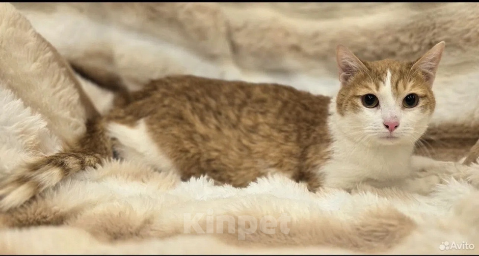 Кошки в Москве: Мэт ищет дом! Мальчик, Бесплатно - фото 6