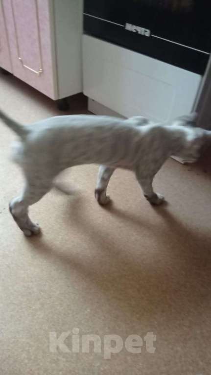 Кошки в Сургуте: Пропал стриженный кот, серый Мальчик, 1 000 руб. - фото 1