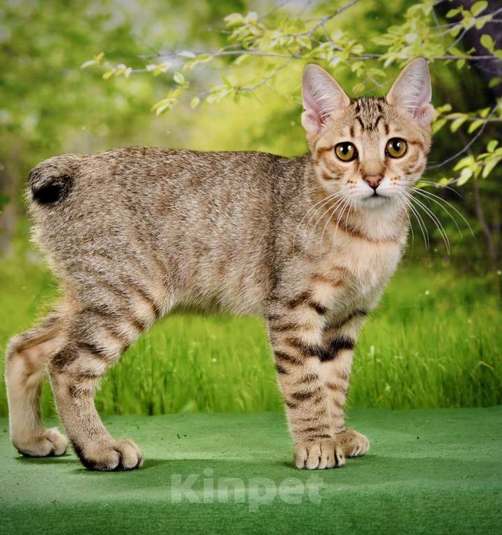 Кошки в Москве: Котенок курильского бобтейла короткошерстный Девочка, 40 000 руб. - фото 4