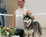 Собаки в Астрахани: Вязка!!!!!!, 2 500 руб. - фото 4