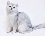 Кошки в Курске: вязка, 1 000 руб. - фото 1