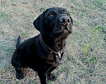 Собаки в Амурске: Ищем нашему парню девочку)лабрадор, Бесплатно - фото 2