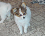 Собаки в Москве: Купи себе щенка ушки, носик и хитрый хвостик Девочка, 55 руб. - фото 1