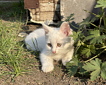 Кошки в Тюмени: отдам котенка в добрые руки Мальчик, Бесплатно - фото 3