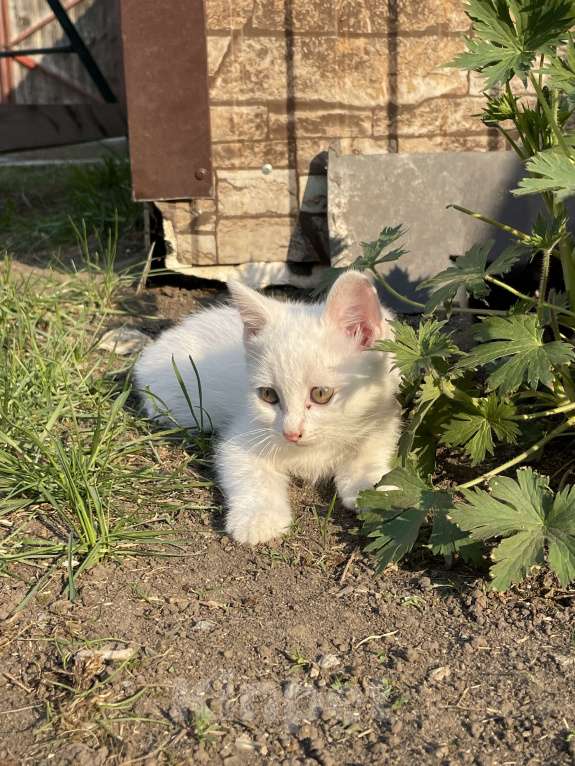 Кошки в Тюмени: отдам котенка в добрые руки Мальчик, Бесплатно - фото 3