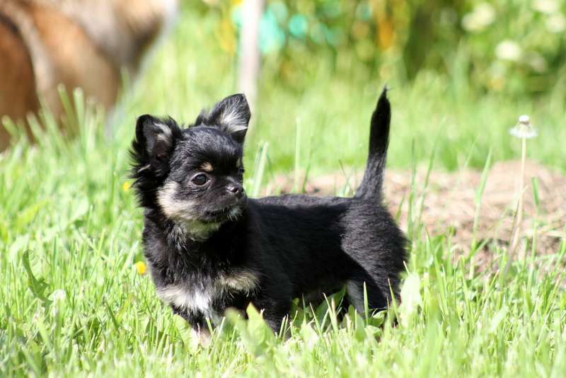 Собаки в Москве: Чихуахуа мальчик Мальчик, 30 000 руб. - фото 3