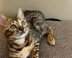 Кошки в Москве: Бенгальская девочка Девочка, 25 000 руб. - фото 2