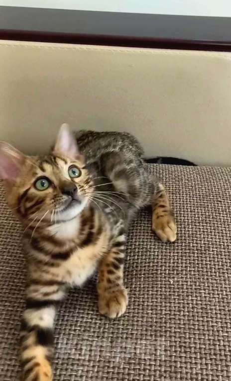 Кошки в Москве: Бенгальская девочка Девочка, 25 000 руб. - фото 2