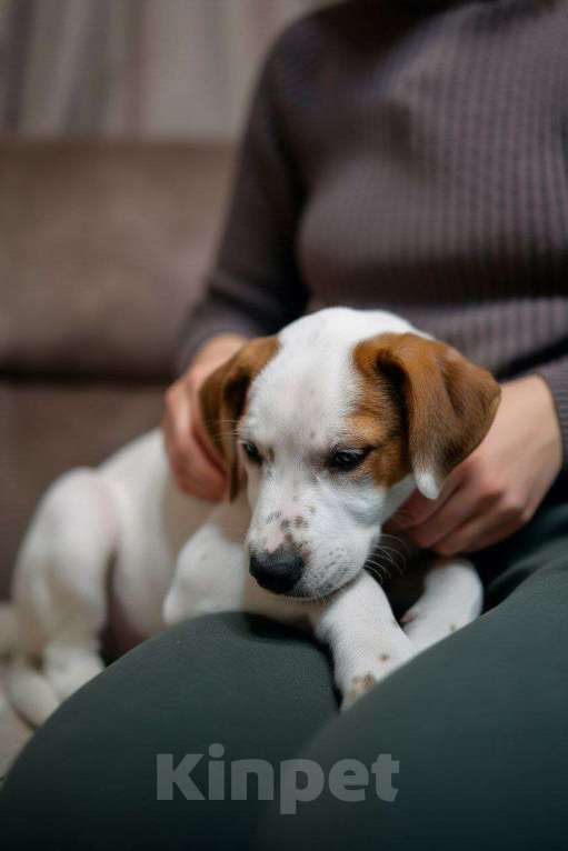 Собаки в Люберцах: Ищет дом малыш по имени Харпер! Мальчик, Бесплатно - фото 1