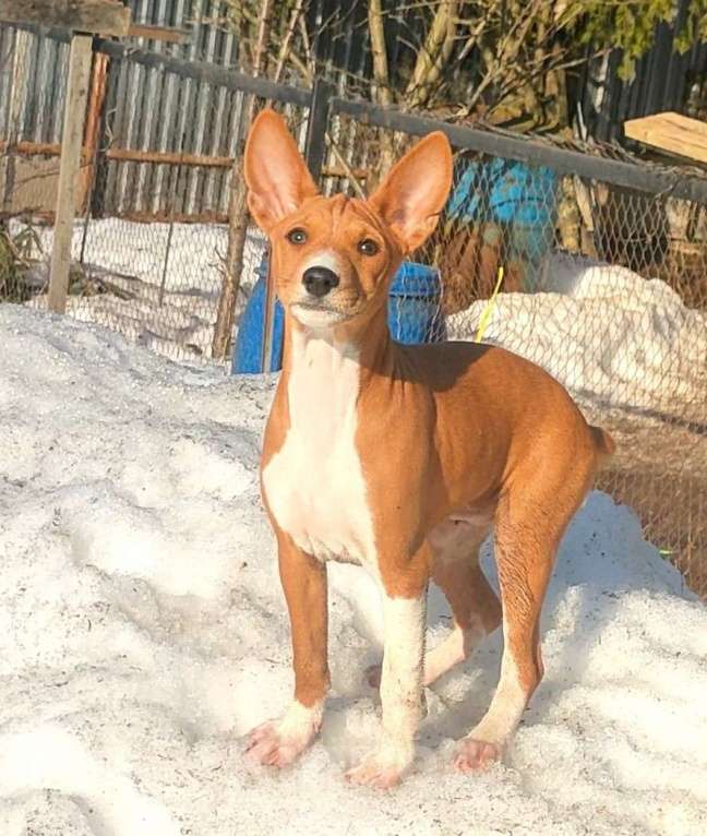 Собаки в Красноармейске: Щенки басенджи Мальчик, 35 000 руб. - фото 6