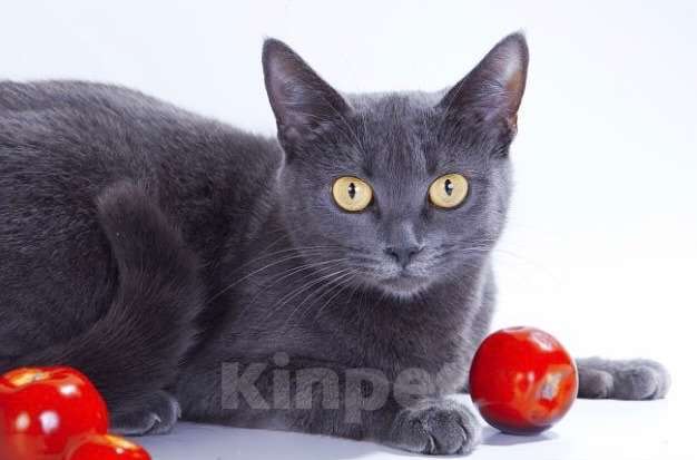 Кошки в Москве: Британская кошка Сьюзи в добрые руки Девочка, Бесплатно - фото 1