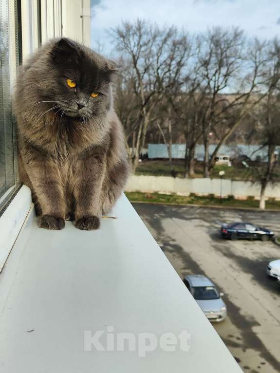 Кошки в Армавире: Продаю умных здоровых котят. Девочка, 10 000 руб. - фото 8