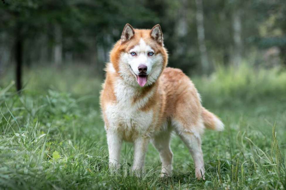 Собаки в Москве: Рыжий Мальчик, Бесплатно - фото 4