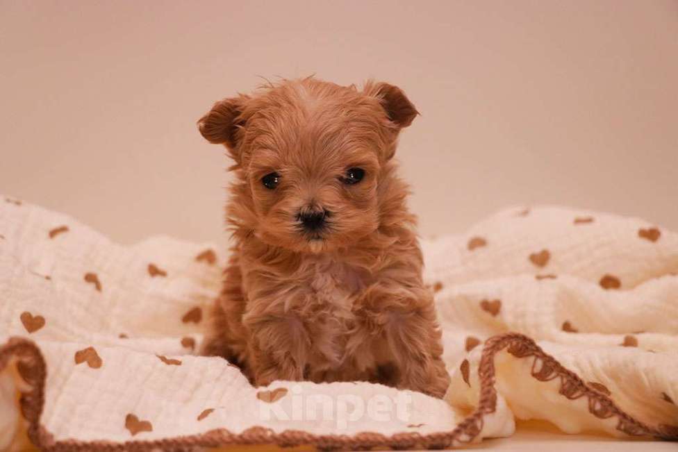 Собаки в Москве: Мальтипу микро девочка  Девочка, 250 000 руб. - фото 4