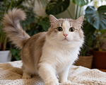 Кошки в Жуковском: Машенька в добрые руки Девочка, Бесплатно - фото 4