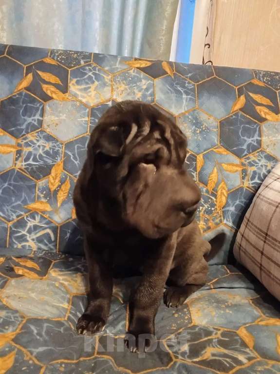 Собаки в Новосибирске: Девочка шарпей ищет хозяина! Девочка, 15 000 руб. - фото 2