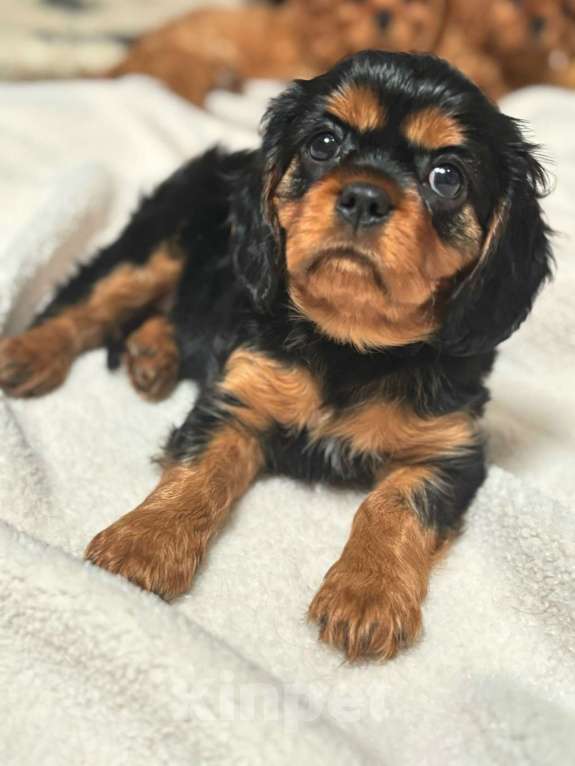 Собаки в Рязани: Продаются очаровательные малыши Кавалер Кинг Чарльз Спаниель Девочка, Бесплатно - фото 5