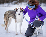 Собаки в Солнечногорске: Спокойная, мудрая девочка, 1 год Девочка, Бесплатно - фото 6
