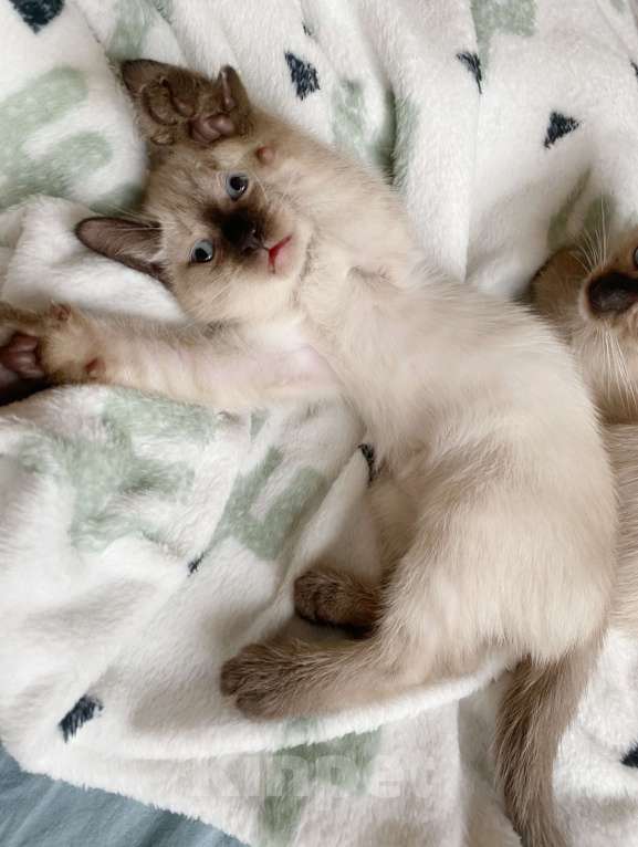 Кошки в Люберцах: Тайский котенок мальчик  Мальчик, 12 000 руб. - фото 5