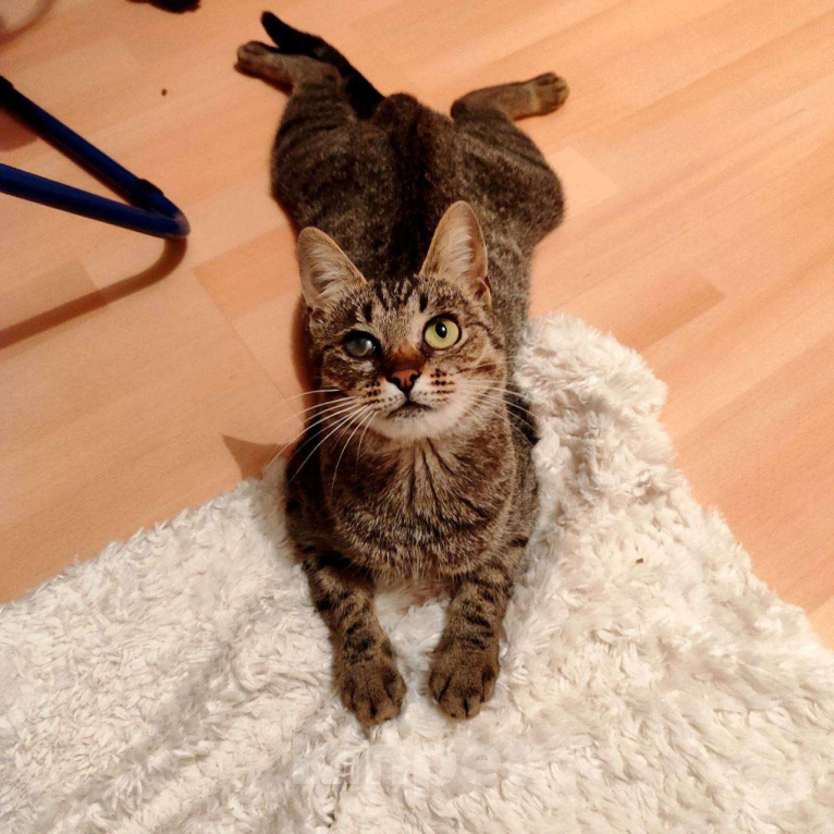 Кошки в Москве: Кошка Бусинка ищет дом! Девочка, Бесплатно - фото 2