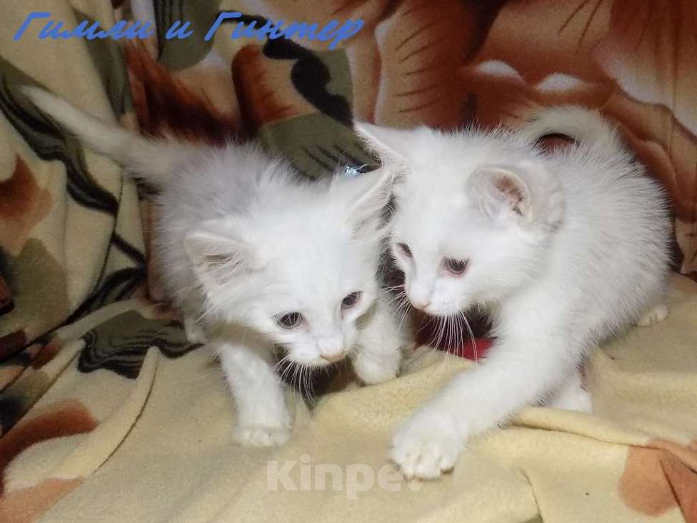 Кошки в Москве: Котята турецкой ангоры Мальчик, 10 000 руб. - фото 10