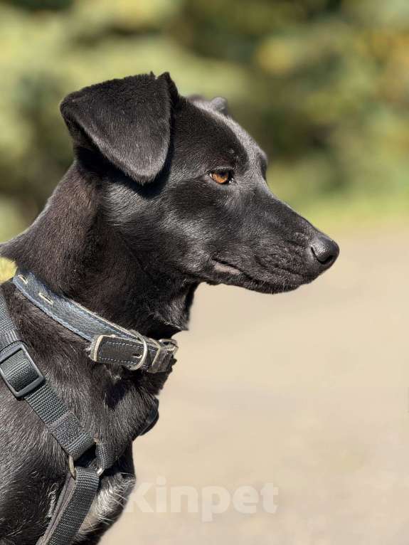 Собаки в Москве: Ирма Девочка, Бесплатно - фото 5