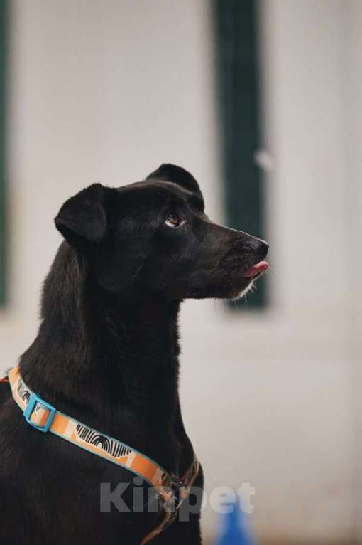 Собаки в Москве: Чернушка: та, кто научит ценить доверие. Девочка, Бесплатно - фото 2