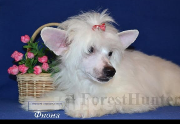 Собаки в Москве: Щенок китайской хохлатой собаки Девочка, 20 000 руб. - фото 2