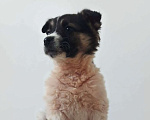 Собаки в Одинцово: Щенок, здоровый и игривый мальчик Мальчик, 1 руб. - фото 1