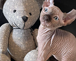 Кошки в Москве: Котик эльф голубоглазый для Вас Мальчик, 30 000 руб. - фото 7
